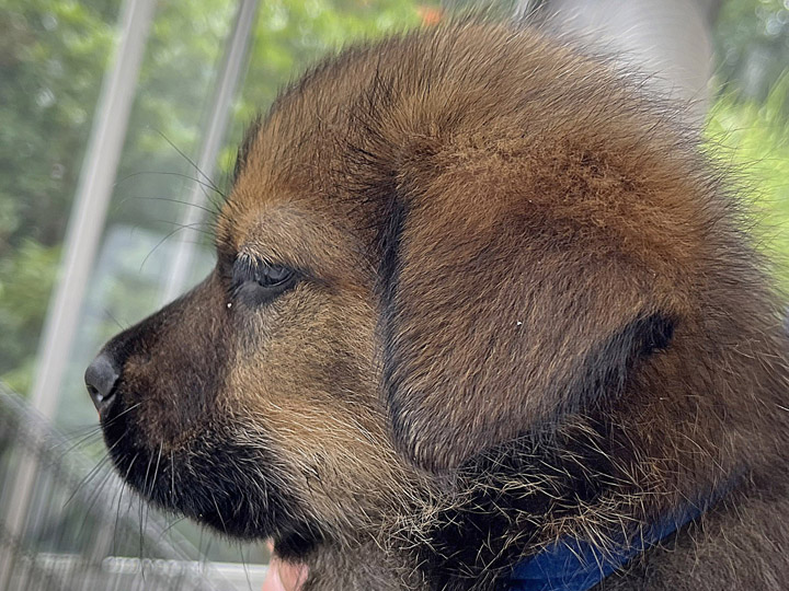 chinook puppy